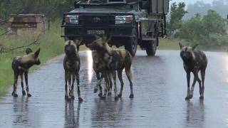 AFRICAN WILD DOGS &amp; JACKAL PLAYING IN THE RAIN
