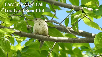 Carolina Wren Song