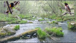 Relaxing Stream and Forest -- Spring Migration by a Trout Stream, Sensory Relaxation for Birders