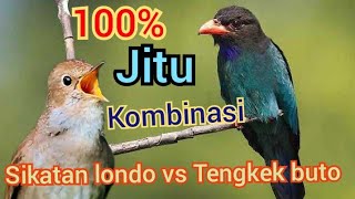 PANCINGAN "JITU "SANG JUARA MURAI BATU, TENGKEK BUTO VS SIKATAN LONDO
