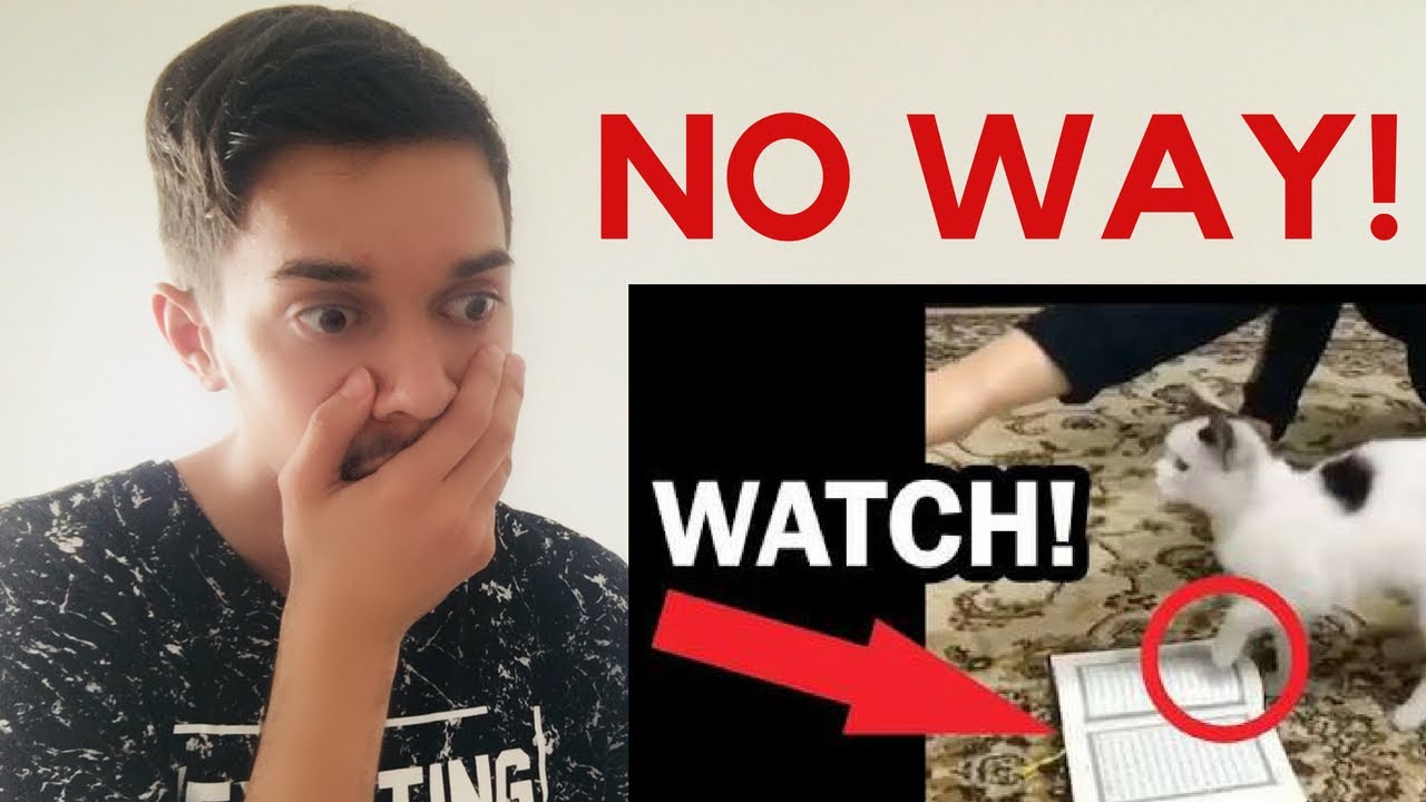 MUSLIM REACTS TO CAT WILL NOT WALK ON THE QURAN YouTube