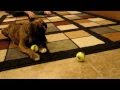 Brock the Boxer Puppy vs. New Tennis Balls!
