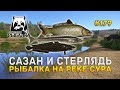 Сазан и Стерлядь. Рыбалка на реке Сура - Русская Рыбалка 4 #179