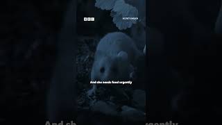 Sleepy dormouse has a midnight feast - BBC