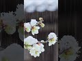 힐링 빗소리 뮤직 Healing rain sound, music 백색소음 ASMR | rain sounds