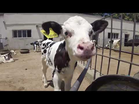 تصویری: آیا گاوها دوپایه هستند؟