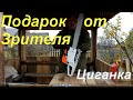 Неожиданный подарок от зрителя/ Бензопила Китайский STIHL 362 ЦЫГАНКА/ Самая неприхотливая бензопила