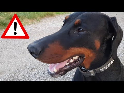 Video: In welchen Ländern werden Dobermänner als Militärhunde eingesetzt?