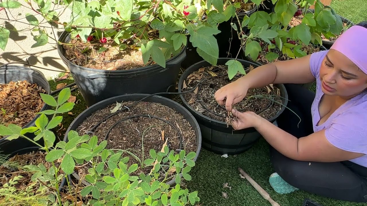 How I’m Growing Onions in Containers YouTube