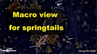Macro view of springtails