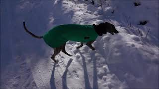 Mojo Greyhound Off Leash 3