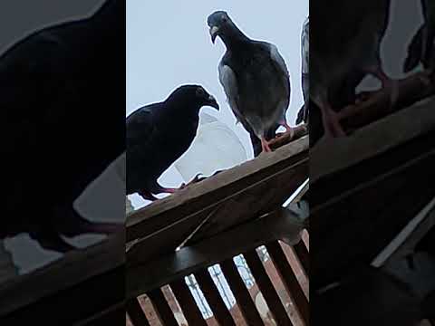 مشاء الله دي طريحه كنا بنشها الشتاء الي فات وطلعت كلها نتي ربنا يرزق الجميع