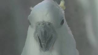 Citron-crested cockatoo & Sulphur-crested Cockatoo (UTSUNOMIYA ZOO