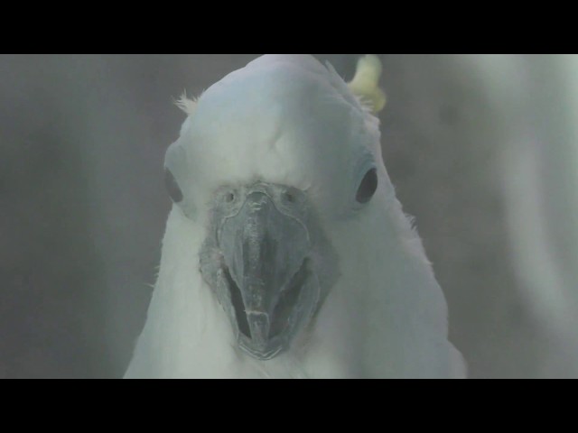 Citron-crested cockatoo & Sulphur-crested Cockatoo (UTSUNOMIYA ZOO