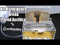 Vídeo: Kits AntHouse Pared Big Acrilico
