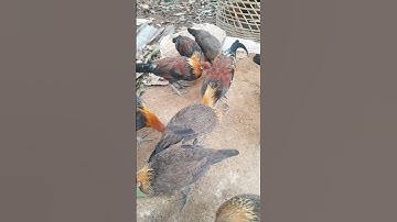 เปีดแบ่งสายมานแบ่งเป็นคู่ muag nawb noob qaib dib tuaj zoo