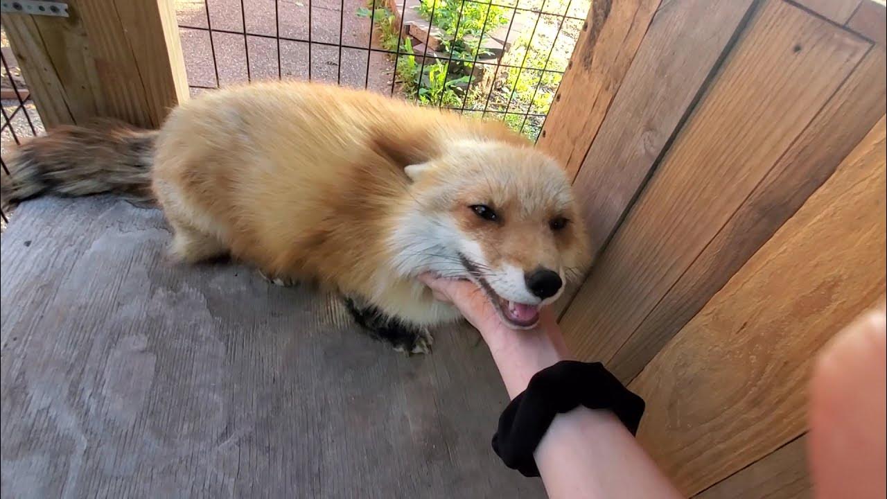 Dixie in a good mood this morning! Finnegan always loves mornings