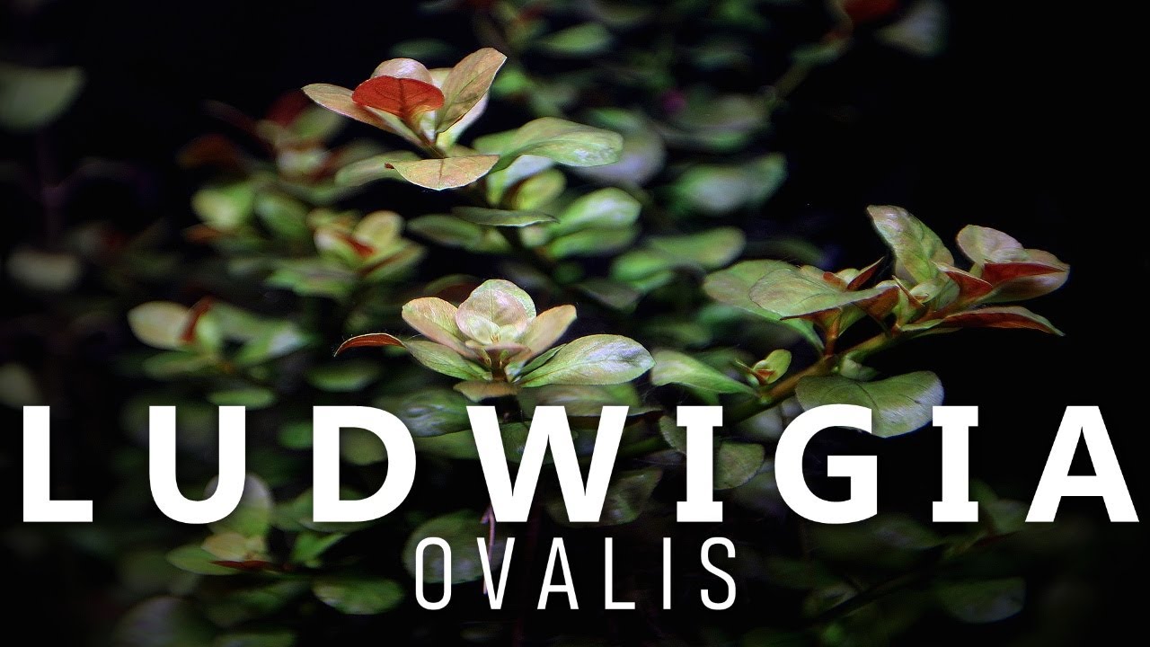 Ludwigia Ovalis Care