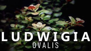 Ludwigia Ovalis Care