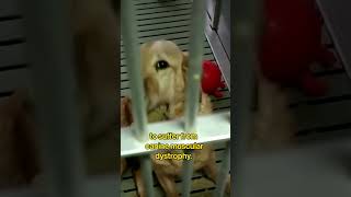 The suffering was overwhelming 😢 Thanks to PETA, the program that tortured these dogs was shut down