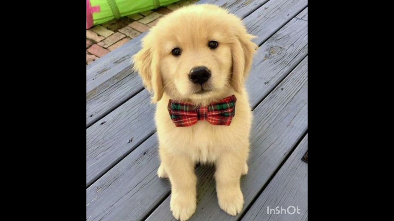 vaccinate your pet regularly 