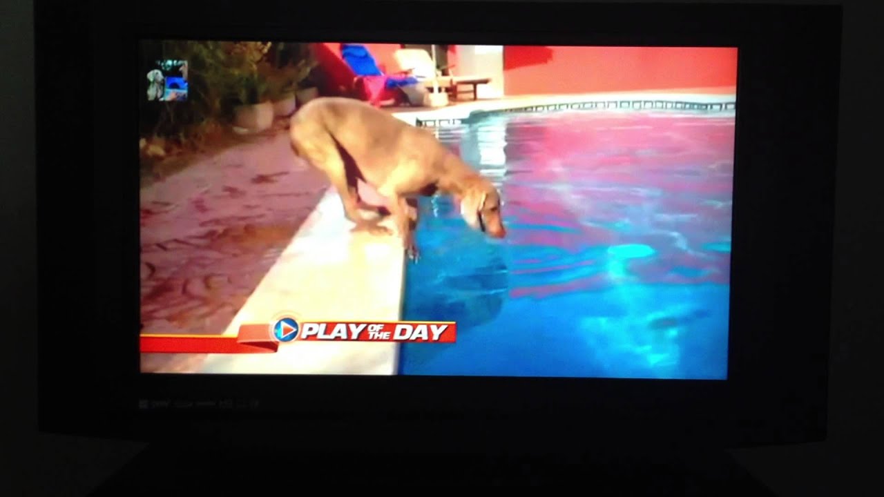 Dog vs Frisbee vs  Pool GMA good morninig america - Weimaraner never give up ! - YouTube