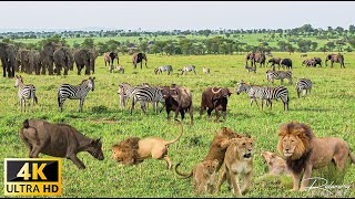 สัตว์ป่าแอฟริกัน 4K: อุทยานแห่งชาติ Gombe Stream - ภาพยนตร์สัตว์ป่าที่สวยงามพร้อมเสียงจริง