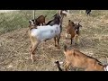 [ Big Nubian Buck to Small Native Goats ] Goat Breeding