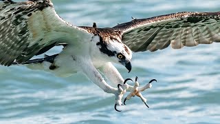 Insane Feeding Frenzy - Osprey, Sharks, Tarpon - Fall Mullet Run - Shot on Sony A1 - A7S3 200-600mm