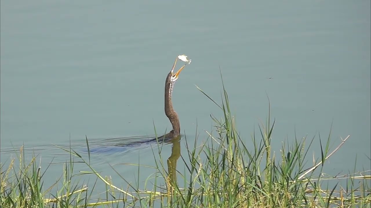 oriental darter bird eating fish