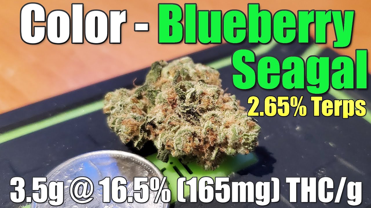 Color - Blueberry Seagal - Review - 3.5g @ 16.5% (165mg) THC/g 2.65% Terps (+Extreme Closeups)