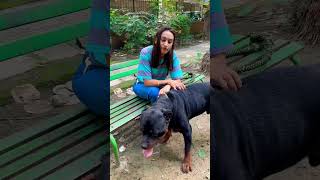 Mother Of Rottweilers Giving Relationship Tips To Male Rottweiler Dog Bubzee. #shorts #dogs #viral