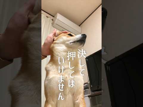 押すなよ?絶対押すなよ?【柴犬こむぎ】 #柴犬 #犬 #ドッキリ