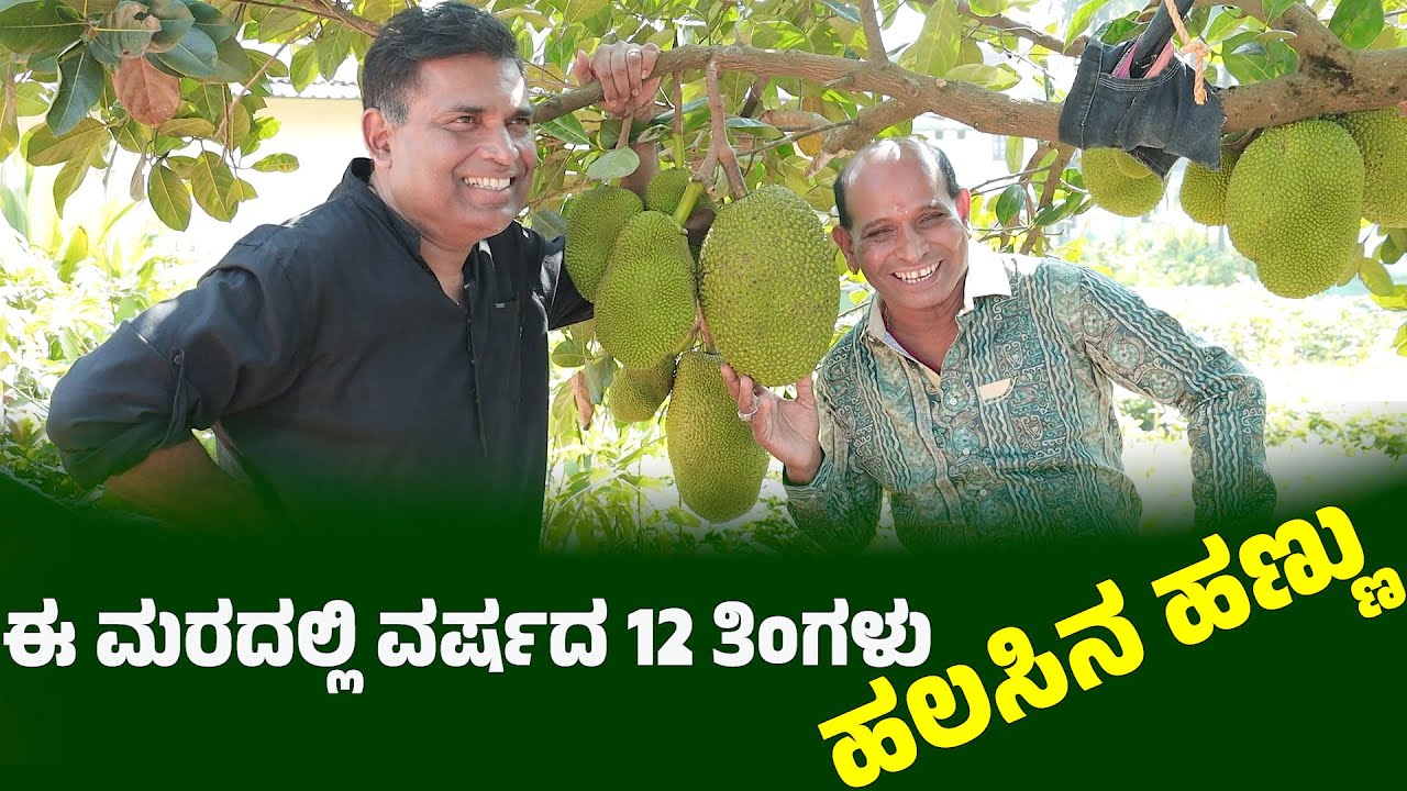 ವಿಚಿತ್ರ ಹಲಸಿನ ಮರ ! - Jackfruit Grows Here All the Time! : Bolar - Nandalike at Puttur jackfruit tree