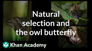 Natural Selection and the Owl Butterfly
