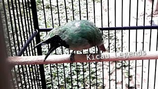 PUTAR CUCAK IJO INI BIKIN CUCAK IJOMU IKUT EMOSI