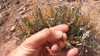 Amsonia jonesii (Jones' bluestar)