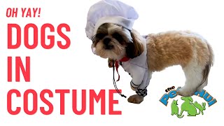PetVet Animal Hospital: Tricks for Treats!