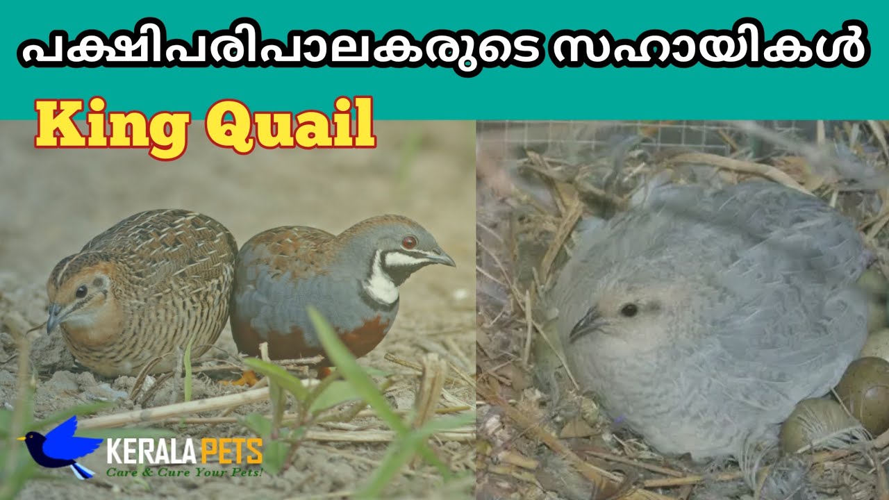 King Quails Aviary cleaning bird Everything about King Quails