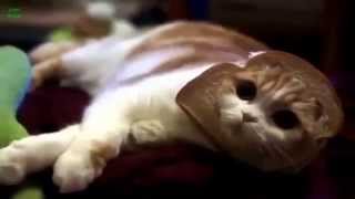 Top Funny Bread Cat Videos Compilation 2013 Hd 2014