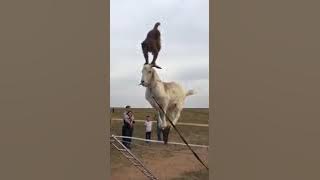 Kocak... Si Kambing lagi latihan sirkus