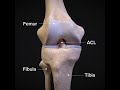 Acltearcom  what is an acl injury