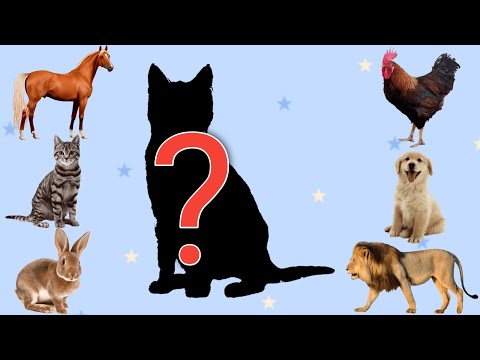 वीडियो: कैसे एक पालतू चूहा खेलने का क्षेत्र बनाने के लिए