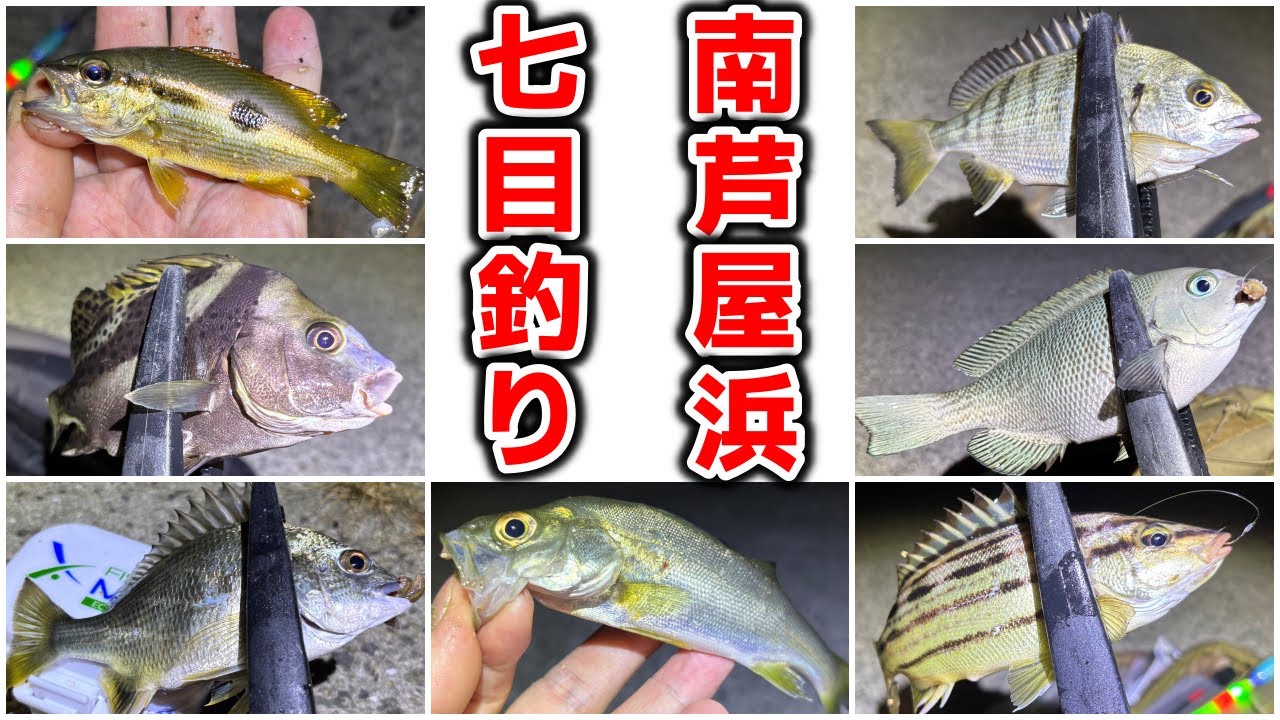 【南芦屋浜】秋グレ開幕！夜釣りで七目釣りを達成できるほどに海は賑やか♪