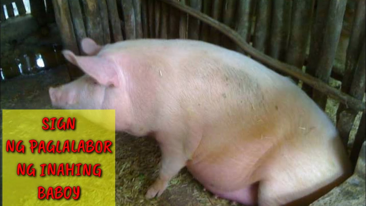 PAANO MALALAMAN KUNG NAG LALABOR NA ANG INAHING BABOY// ILANG DAYS BAGO