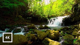 4K Japanese Forest Waterfall and River Ambience | White Noise | Sleep and Relaxation
