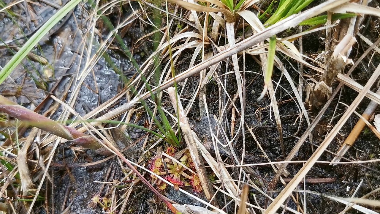 čeleď: rosnatkovité - rosnatka okrouhlolistá