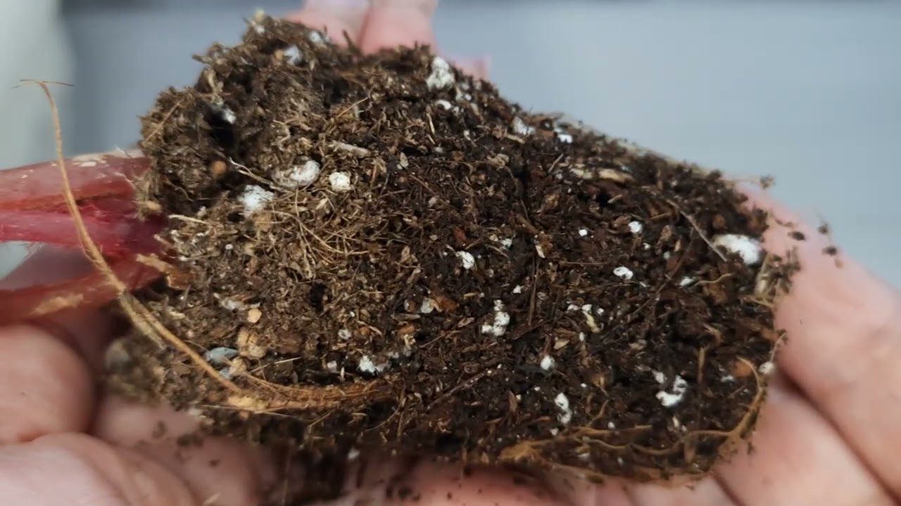 Пересаживаю новинки