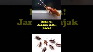 Bahaya! jangan injak kecoa #shorts #beritaviral #faktaunik #kecoa #serangga