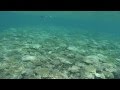 石垣島シュノーケルショップ うみまる